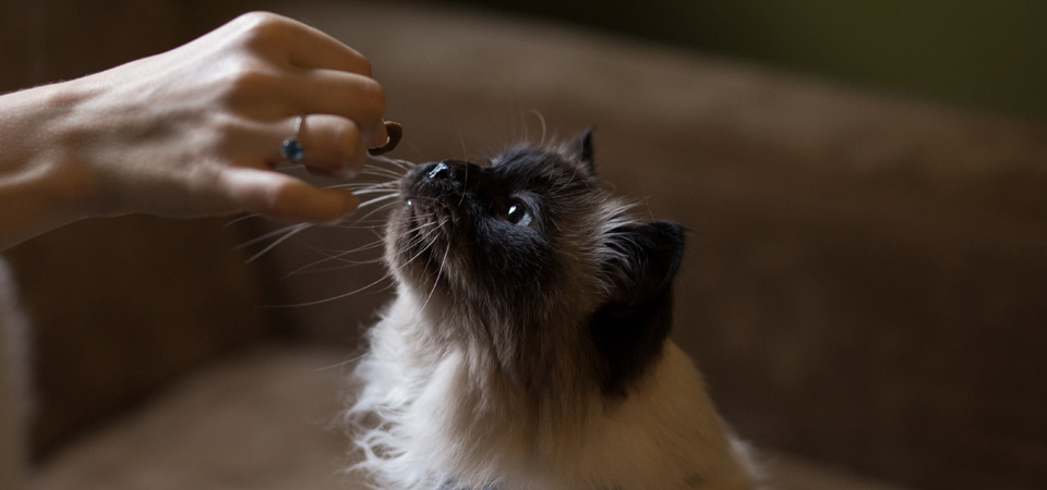 Как поступить на ветеринара в Кошице